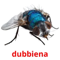 dubbiena picture flashcards