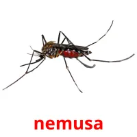 nemusa picture flashcards