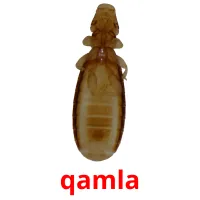 qamla picture flashcards