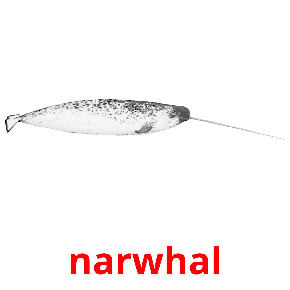 narwhal cartes flash