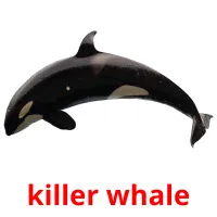 killer whale bildkort för barn