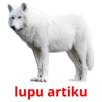 lupu artiku bildkort för barn