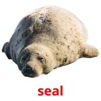 seal bildkort för barn