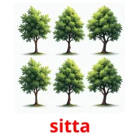 sitta flashcards illustrate