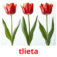 tlieta flashcards illustrate