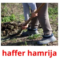 haffer hamrija cartões com imagens
