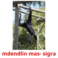 mdendlin mas- sigra cartões com imagens