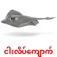 ငါးလိပ်ကျောက် карточки энциклопедических знаний