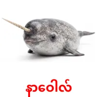 နာဝေါလ် карточки энциклопедических знаний