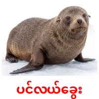 ပင်လယ်ခွေး карточки энциклопедических знаний