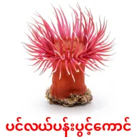 ပင်လယ်ပန်းပွင့်ကောင် карточки энциклопедических знаний