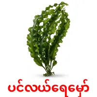 ပင်လယ်ရေမှော် карточки энциклопедических знаний