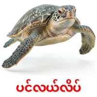 ပင်လယ်လိပ် карточки энциклопедических знаний