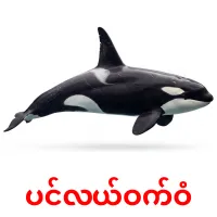 ပင်လယ်ဝက်ဝံ карточки энциклопедических знаний