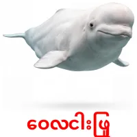 ဝေလငါးဖြူ карточки энциклопедических знаний