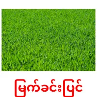 မြက်ခင်းပြင် ansichtkaarten