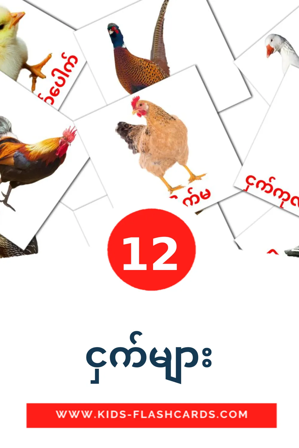12 ငှက်များ Picture Cards for Kindergarden in burmese