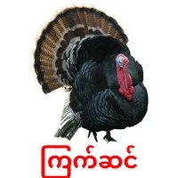 ကြက်ဆင် picture flashcards