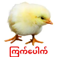 ကြက်ပေါက် picture flashcards