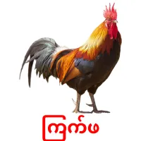ကြက်ဖ picture flashcards