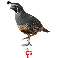 ငုံး picture flashcards