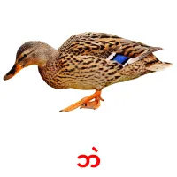 ဘဲ picture flashcards