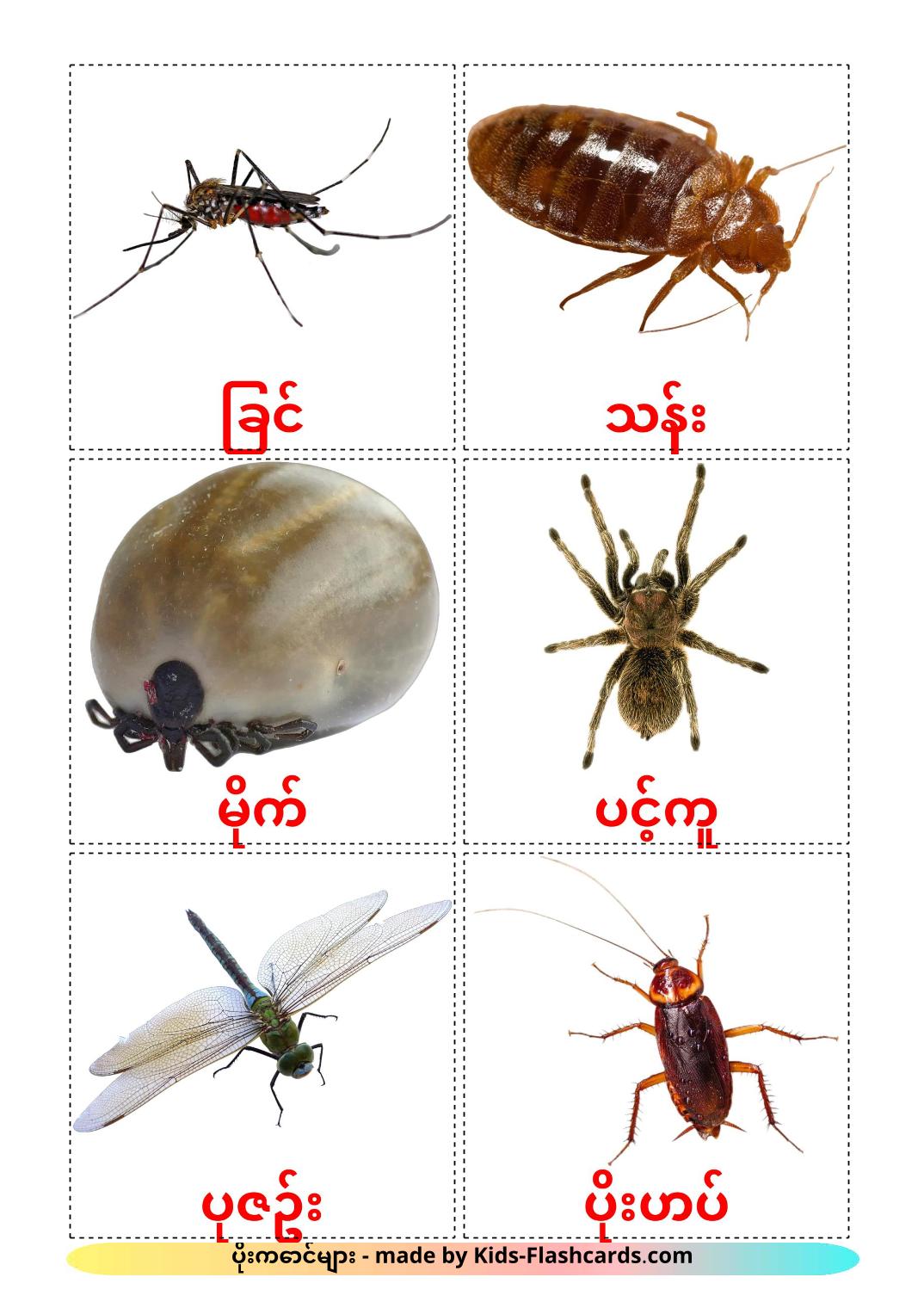 Insects - 23 Free Printable burmese Flashcards 