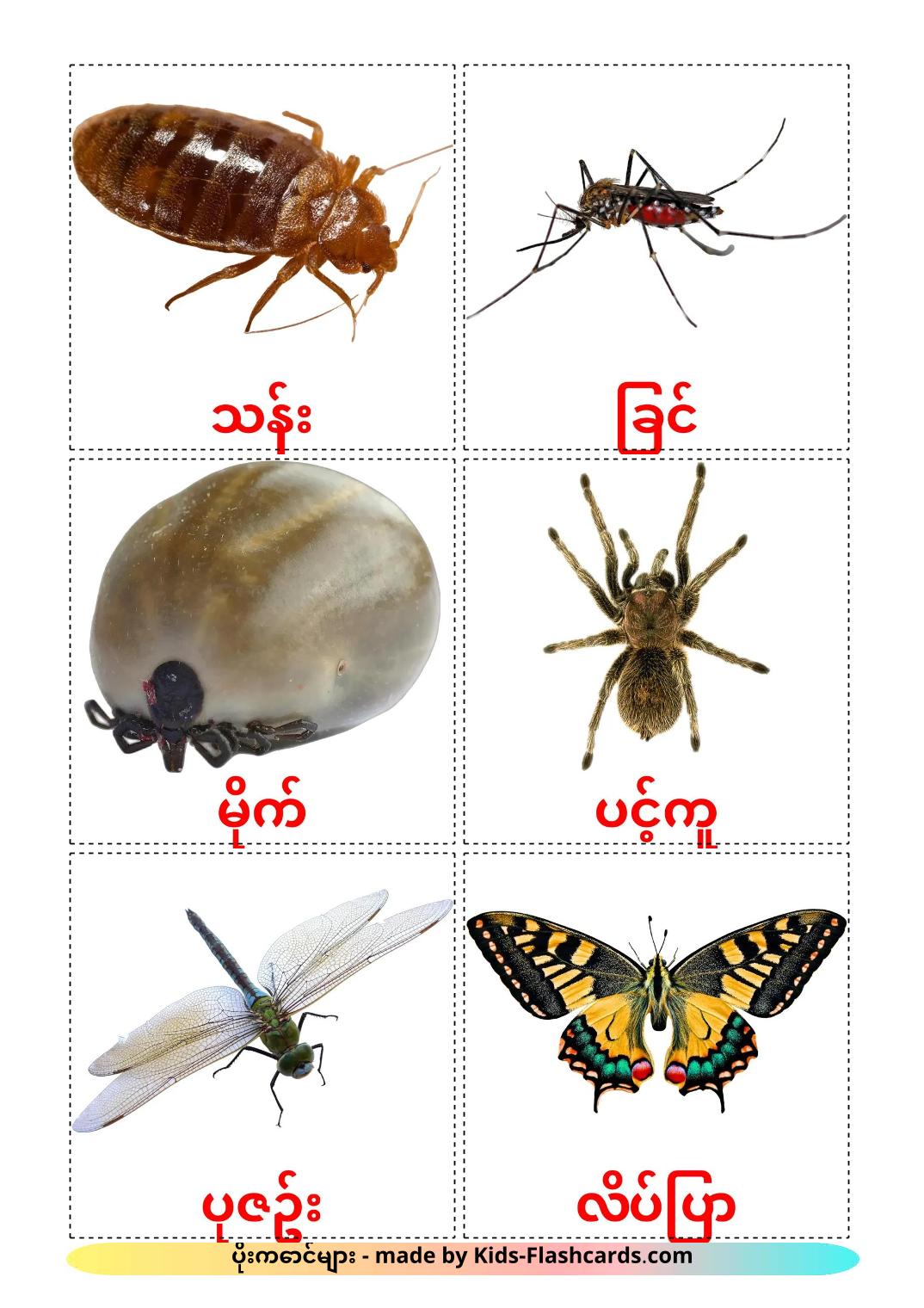 Insects - 24 Free Printable burmese Flashcards 