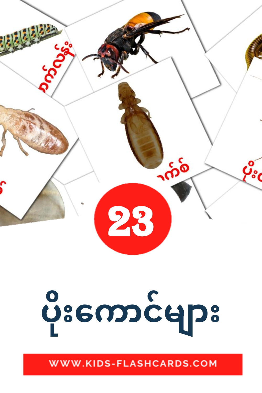 23 ပိုးကောင်များ Picture Cards for Kindergarden in burmese