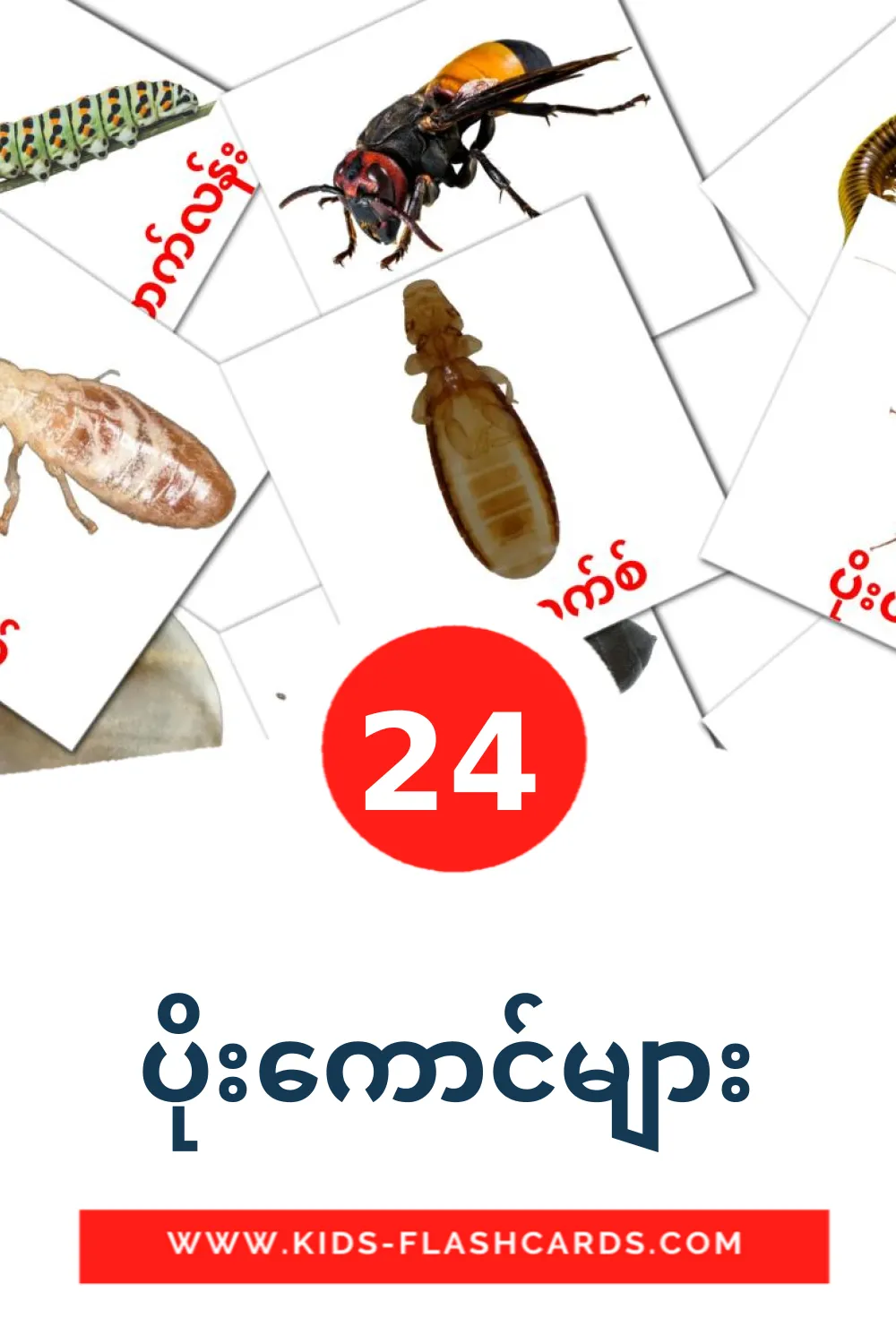 24 ပိုးကောင်များ Picture Cards for Kindergarden in burmese