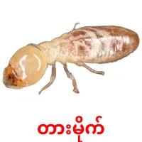 တားမိုက် picture flashcards