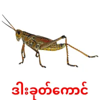 ဒါးခုတ်ကောင် picture flashcards