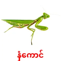 နှံကောင် picture flashcards