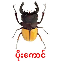 ပိုးကောင် picture flashcards