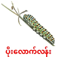 ပိုးလောက်လန်း picture flashcards