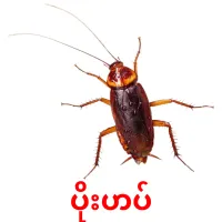 ပိုးဟပ် picture flashcards