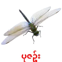 ပုဇဥ်း picture flashcards