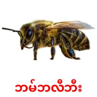 ဘမ်ဘလီဘီး picture flashcards