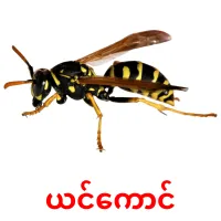 ယင်ကောင် picture flashcards