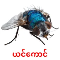 ယင်ကောင် picture flashcards