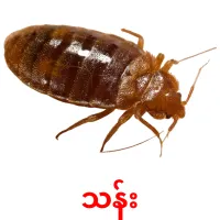 သန်း picture flashcards