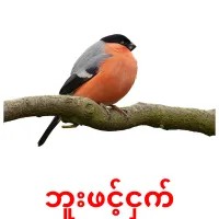 ဘူးဖင့်ငှက် flashcards illustrate