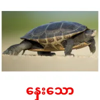 နှေးသော карточки энциклопедических знаний