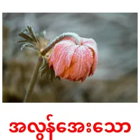 အလွန်အေးသော Bildkarteikarten