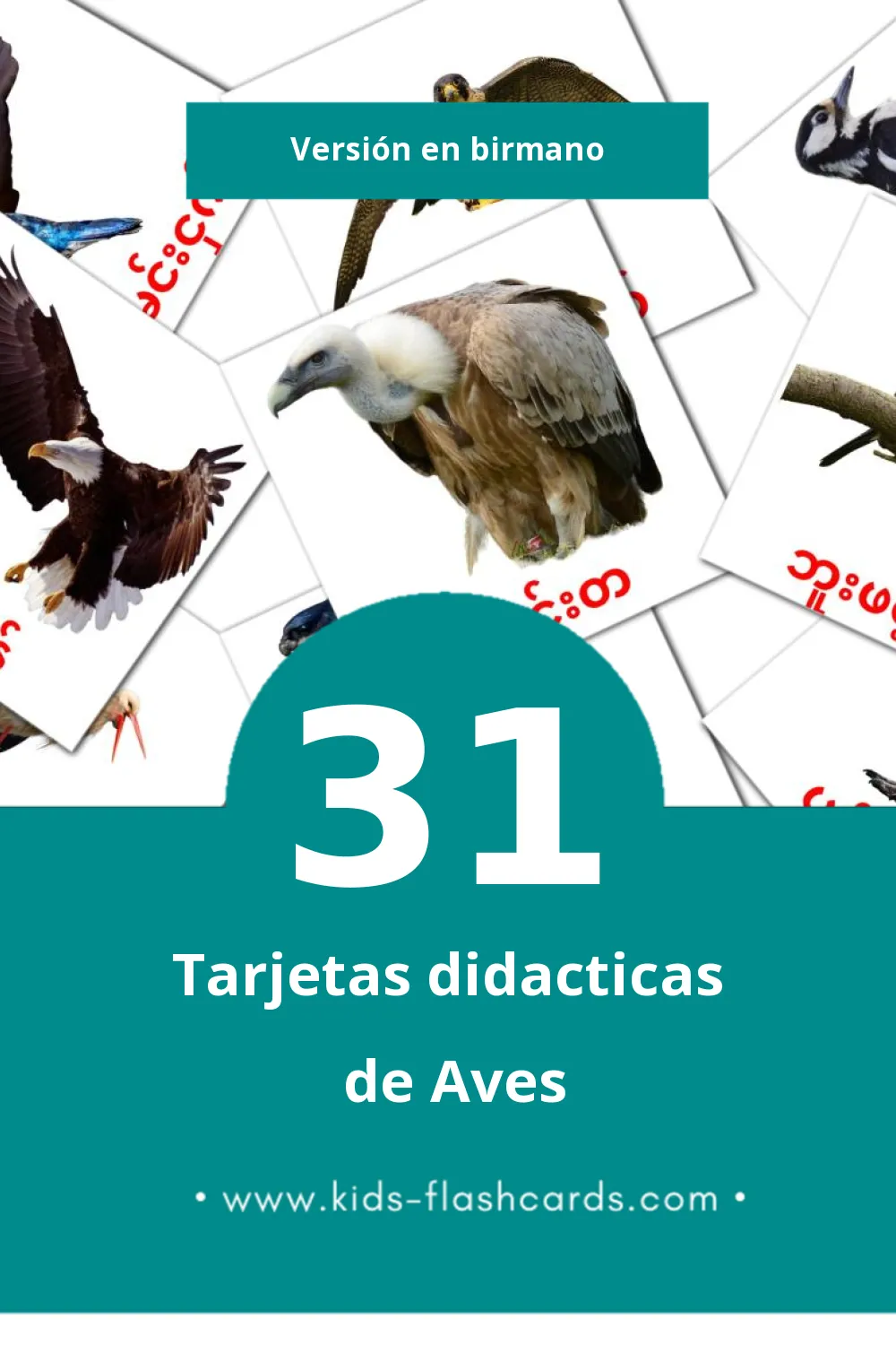 Tarjetas visuales de ငှက်များ para niños pequeños (31 tarjetas en Birmano)