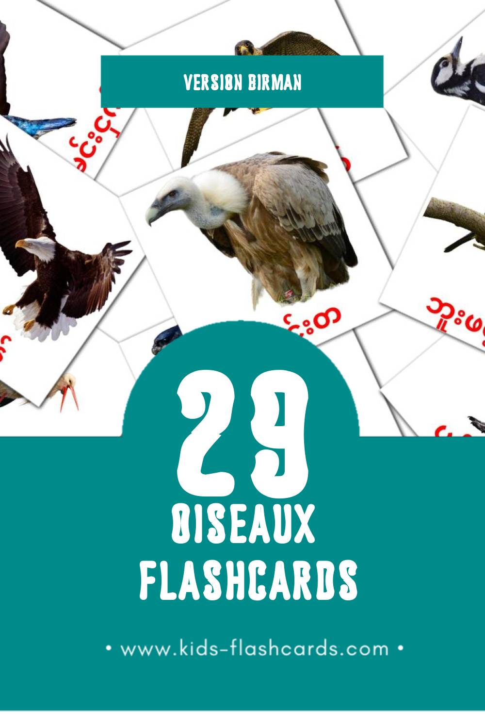 Flashcards Visual ငှက်များ pour les tout-petits (18 cartes en Birman)