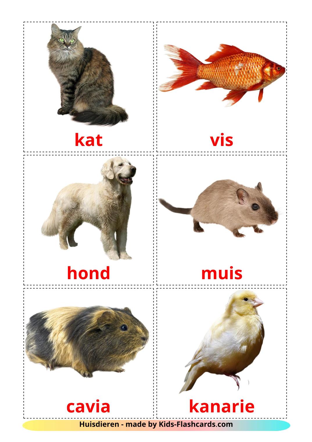 Domestic animals - 9 Free Printable dutch Flashcards 