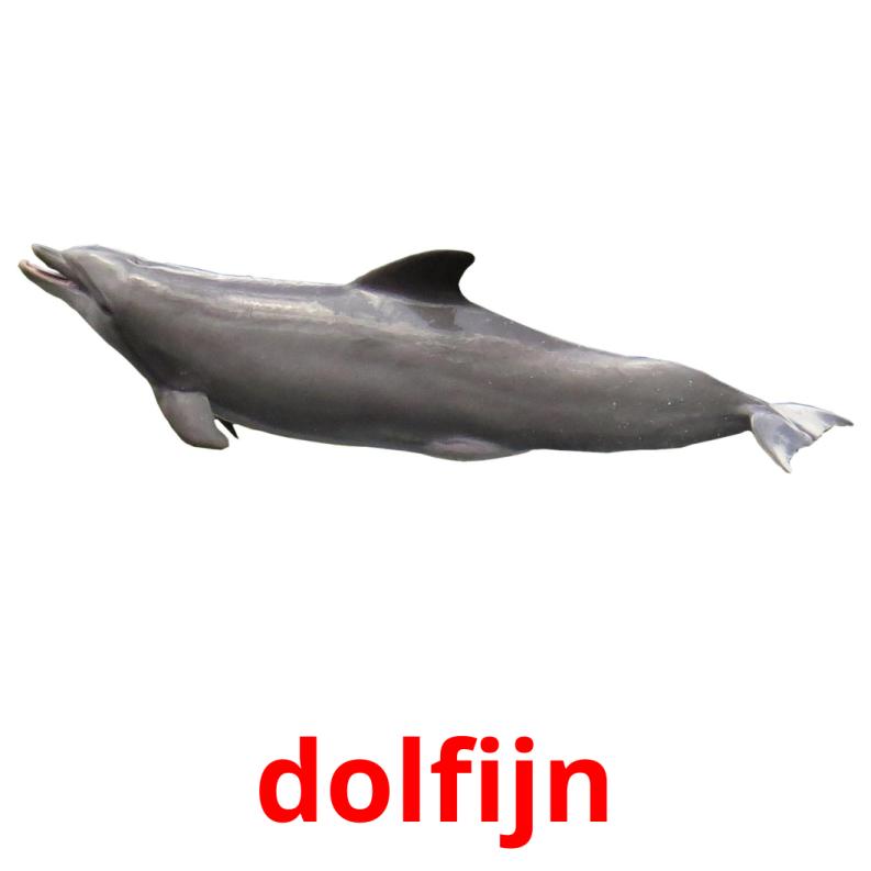 dolfijn карточки энциклопедических знаний