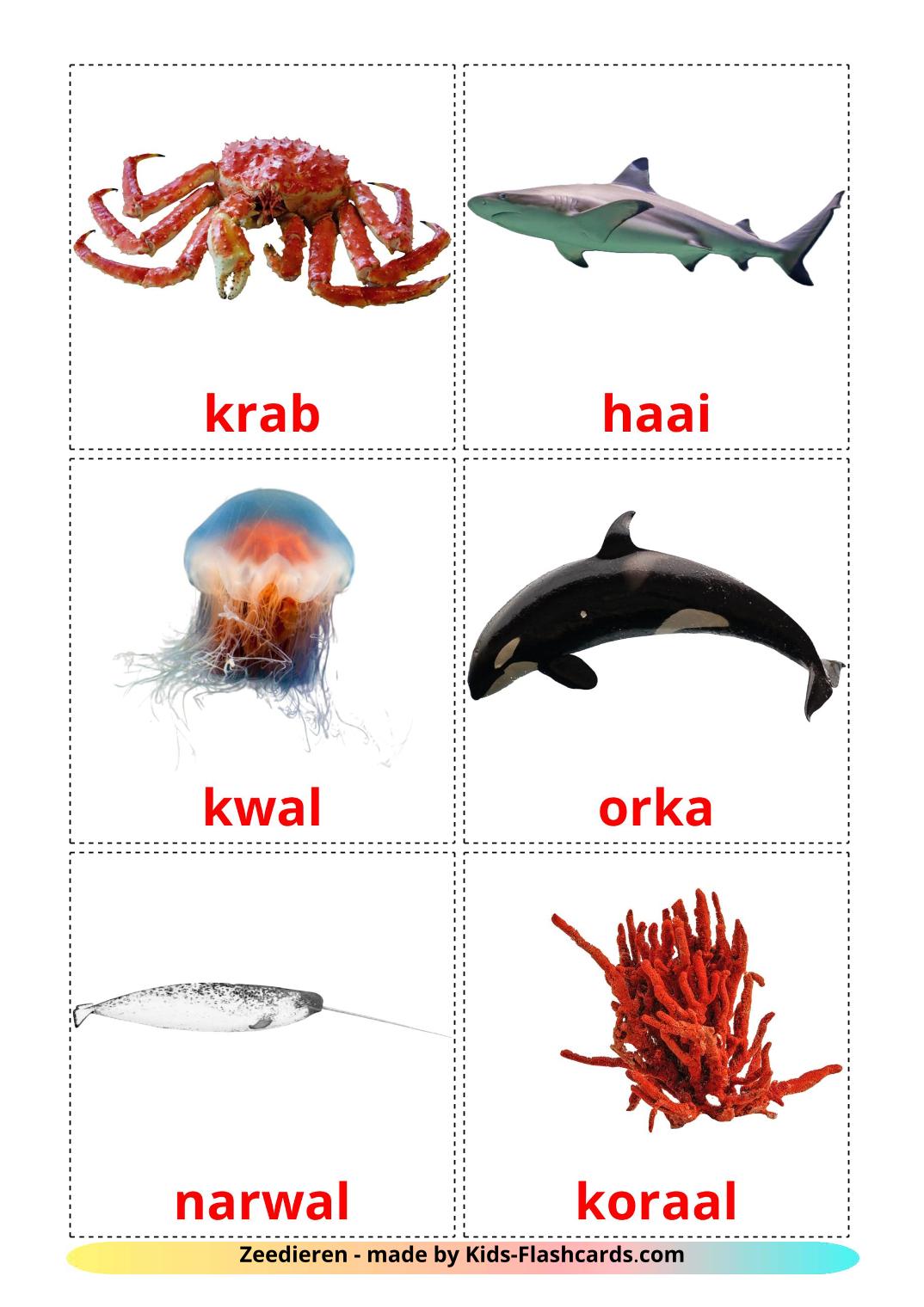 Sea animals - 29 Free Printable dutch Flashcards 