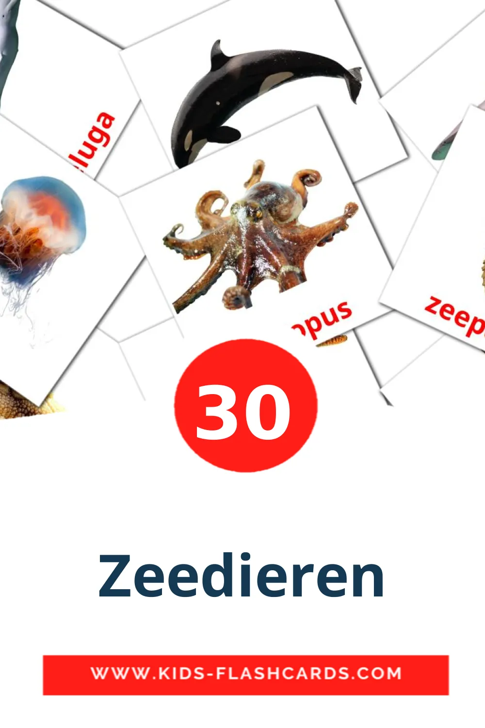 30 Zeedieren fotokaarten voor kleuters in het nederlands